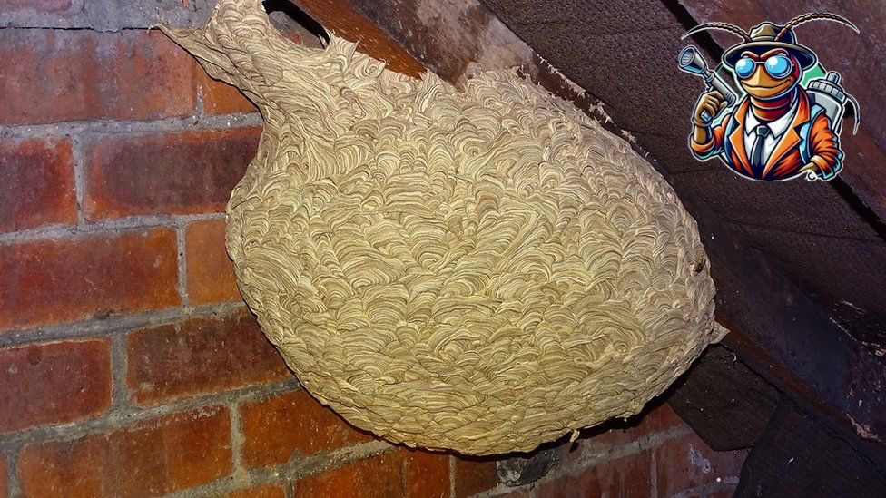 Duże gniazdo os przytwierdzone do ceglanej ściany i drewnianej belki stropowej, z naklejką kreskówkową owada w garniturze w prawym górnym rogu.