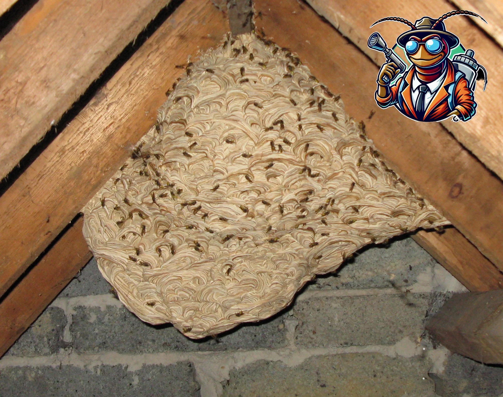 Gniazdo os w rogu poddasza, widoczne drewniane belki i fragment murowanej ściany, w prawym górnym rogu naklejka z logotypem firmy świadczącej usługi zwalczania szkodników.