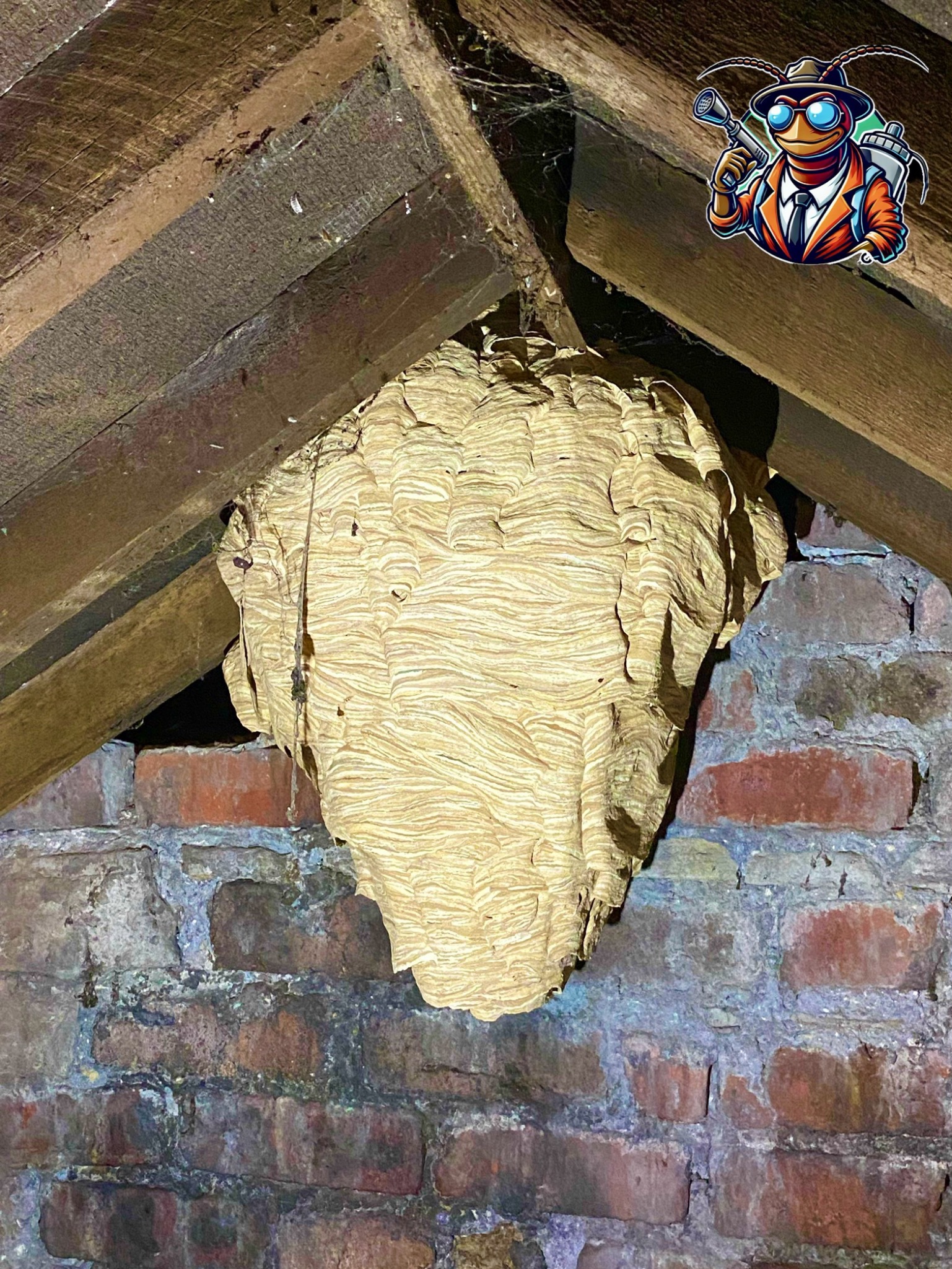 Duże gniazdo os zwisające z drewnianej konstrukcji dachu, widoczne na tle ceglanej ściany i logo firmy w prawym górnym rogu.