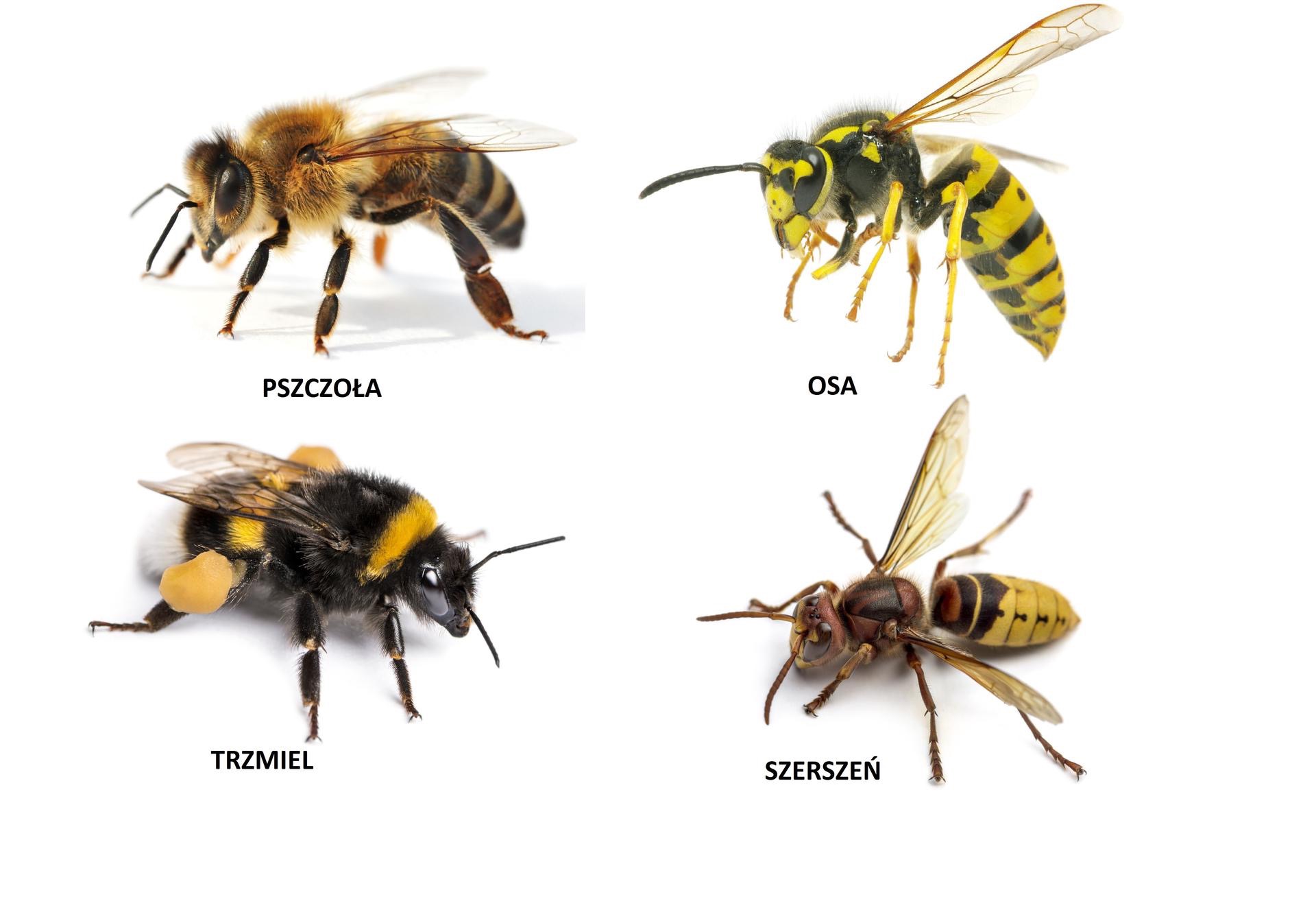 Kolaż przedstawiający cztery różne owady błonkoskrzydłe: pszczołę miodną, osę, trzmiela i szerszenia, każdy z podpisem identyfikującym gatunek na białym tle.