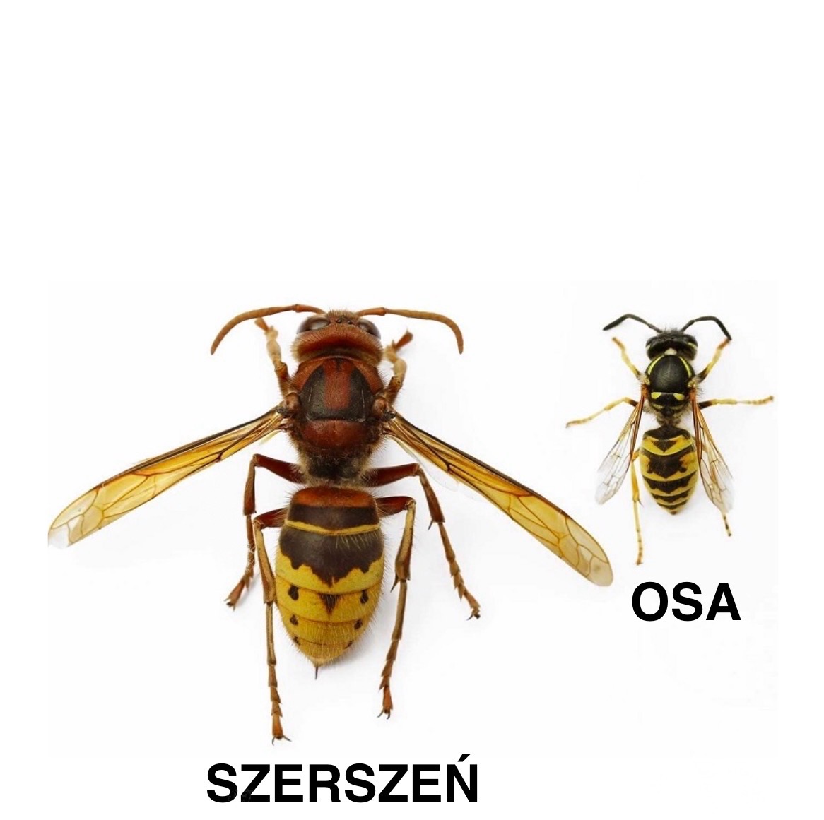 Porównanie wielkości: szerszeń z brązowym tułowiem i żółto-czarnym odwłokiem obok mniejszej osy na białym tle, z podpisami.