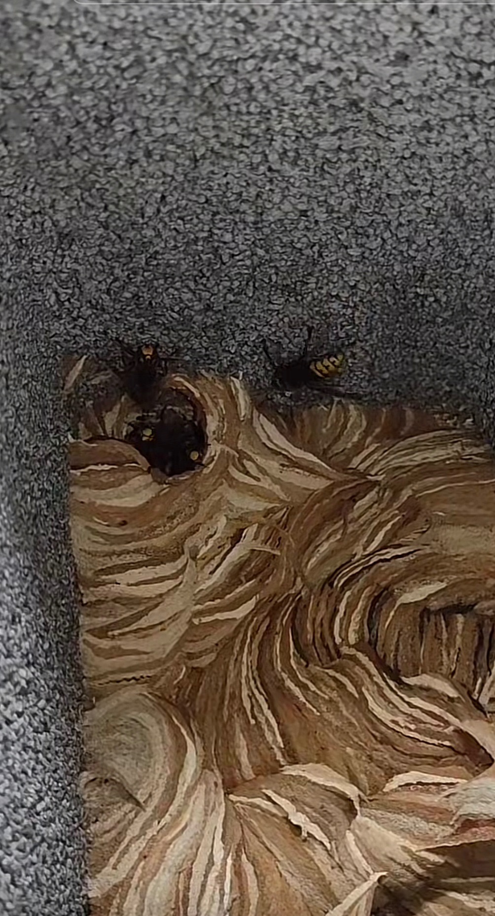 Gniazdo os z widocznymi owadami przy szarej elewacji budynku.