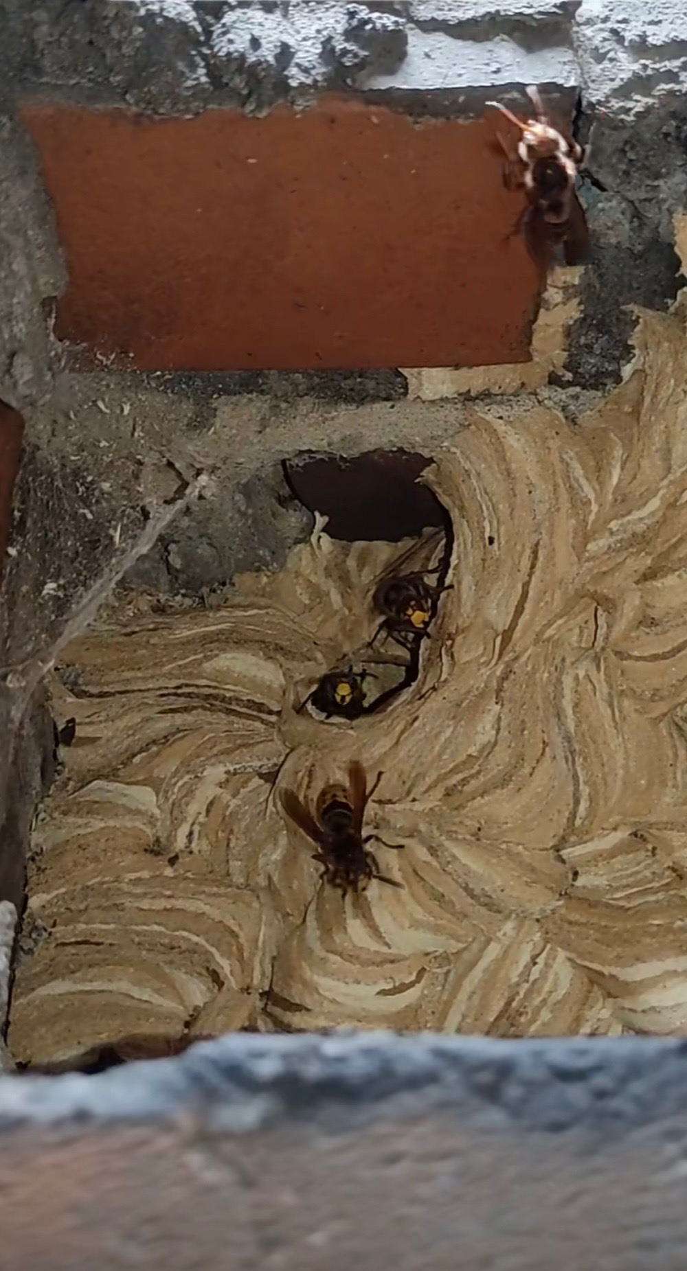 Gniazdo os w murze z cegły, widoczne owady w locie i wewnątrz gniazda.