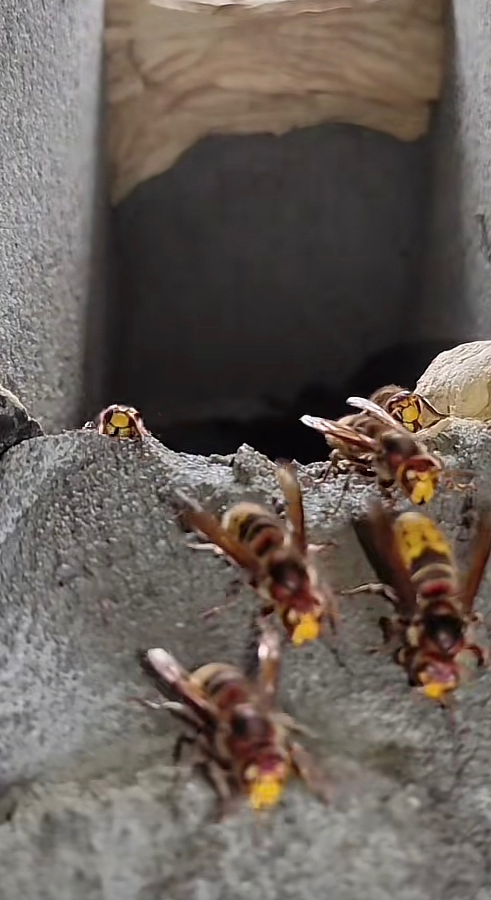 Gniazdo szerszeni w betonowej konstrukcji, kilka owadów w locie i na powierzchni.