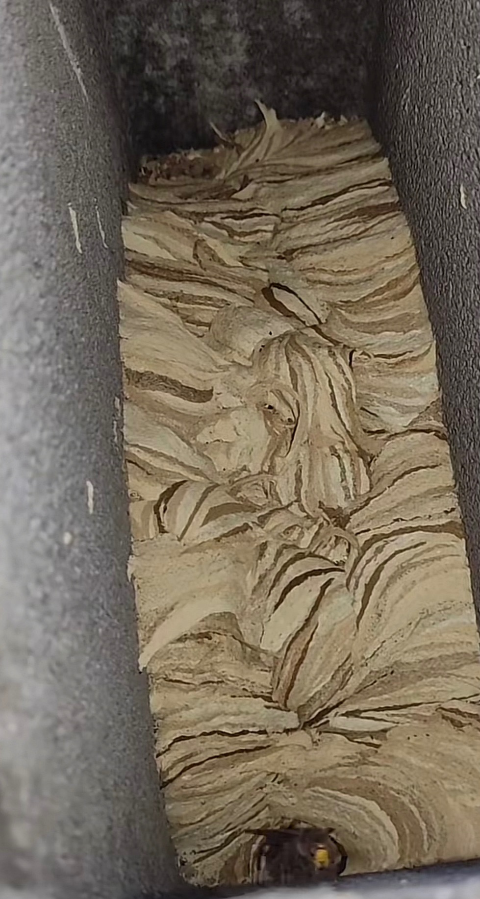 Gniazdo os w szczelinie ściany w Legnicy, widoczne warstwy papierowej struktury i owad u wejścia.