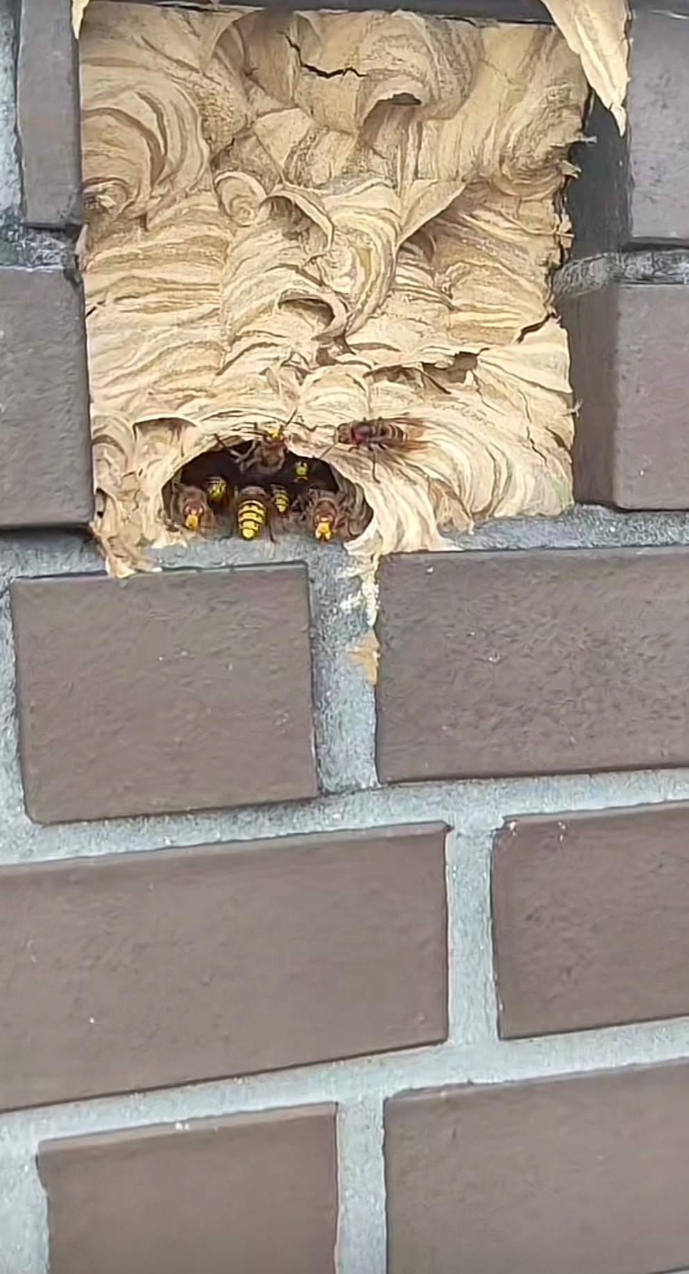 Gniazdo szerszeni w szczelinie muru z cegły, widoczne owady wewnątrz i na zewnątrz gniazda.