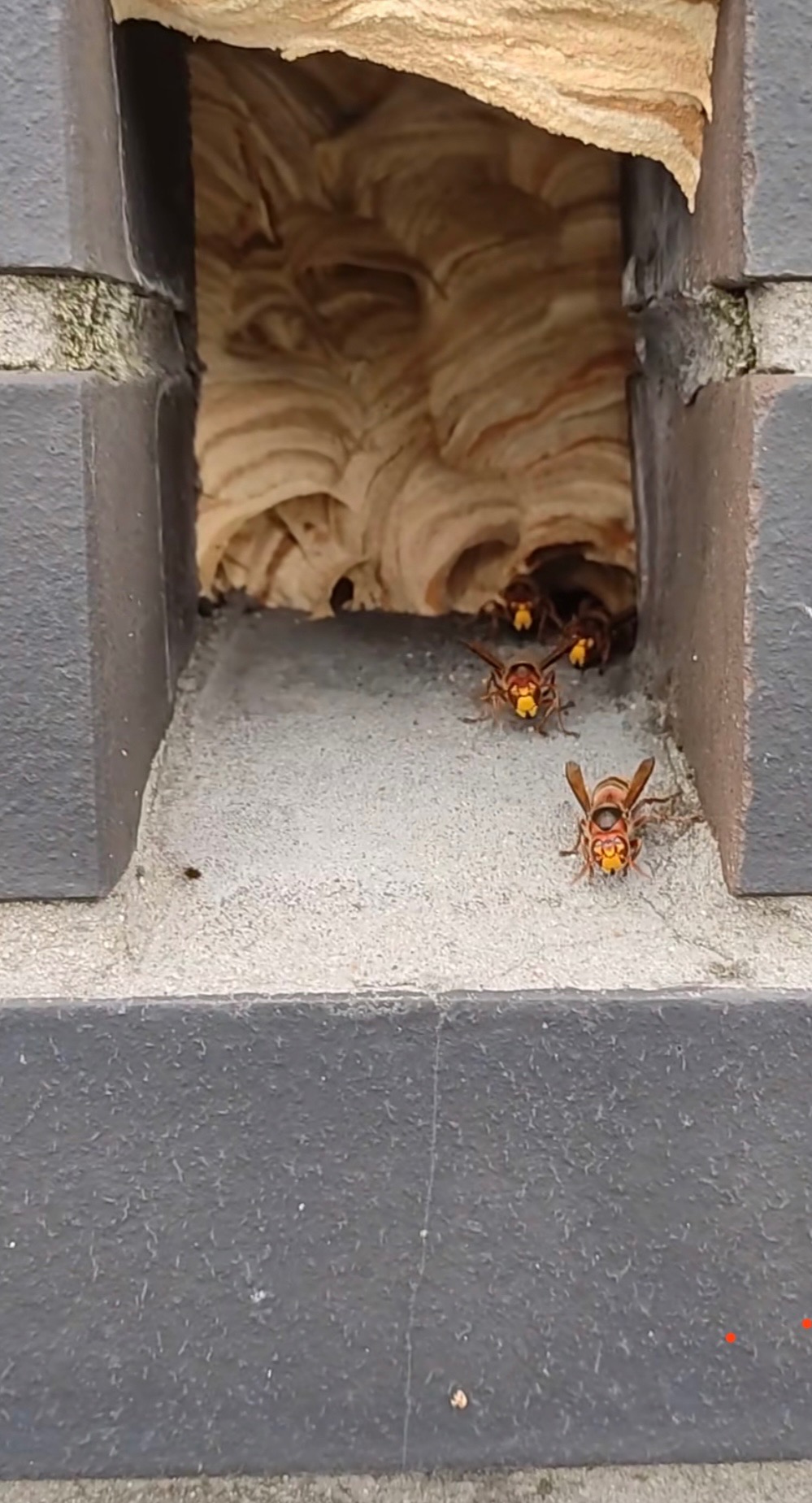 Gniazdo os w murze z widocznymi owadami wychodzącymi z niego.