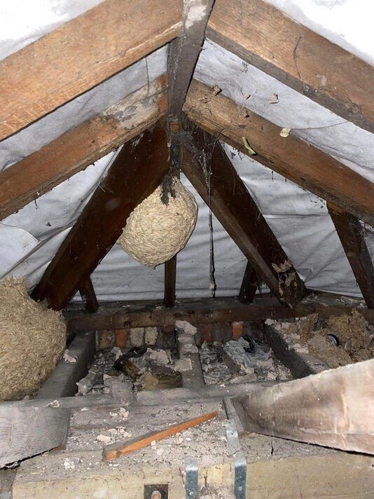 Gniazdo os zwisające z drewnianej konstrukcji dachu na poddaszu, widoczne gruz i fragmenty cegieł.