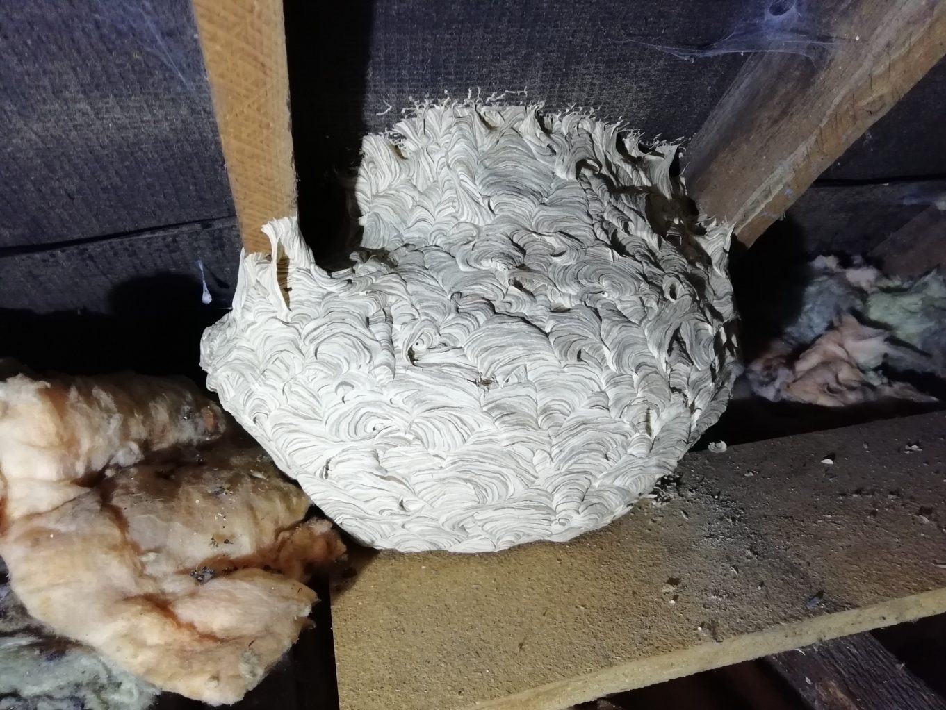 Gniazdo os wewnątrz poddasza, widoczne między belkami stropowymi, z charakterystyczną warstwową strukturą papieru. W tle izolacja i pajęczyna.