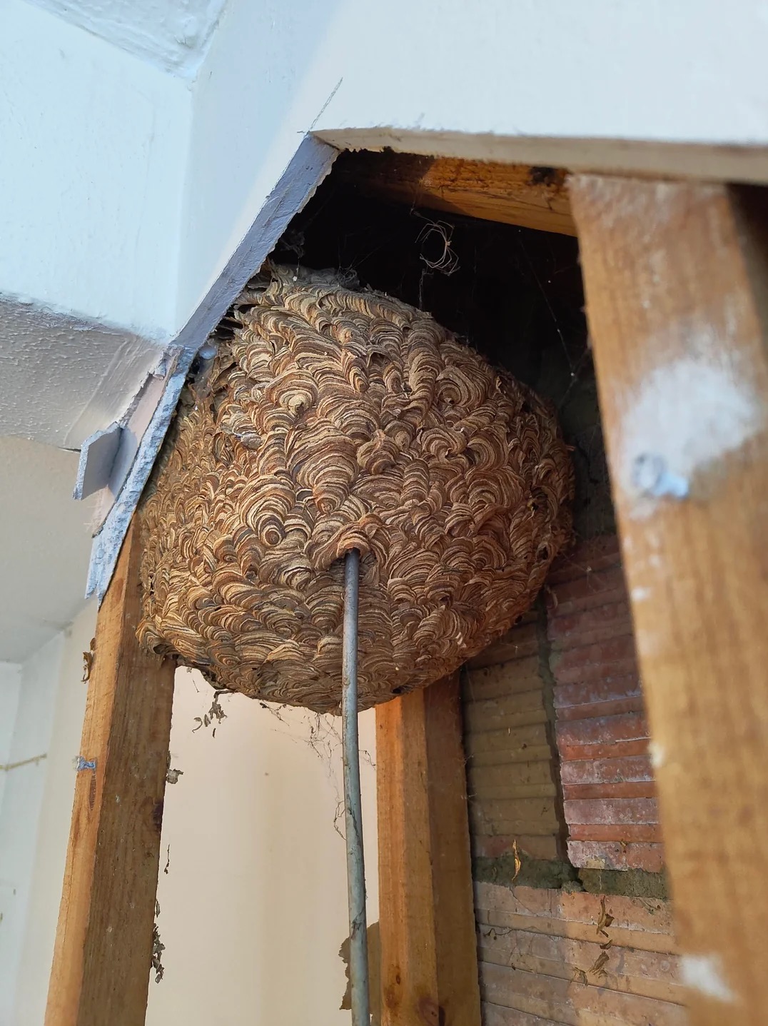 Gniazdo os w sufitowej wnęce, podtrzymywane metalowym prętem, widoczne fragmenty ceglanej ściany i drewnianej konstrukcji.