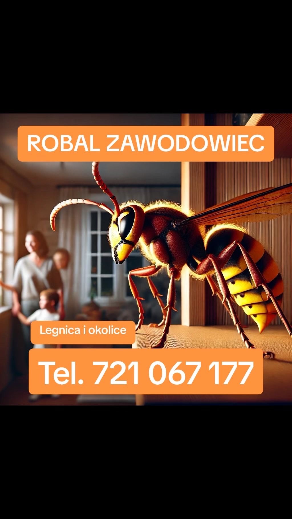 Grafika reklamowa firmy z Legnicy i okolic, przedstawiająca powiększoną ilustrację szerszenia na tle wnętrza mieszkania z rodziną patrzącą przez okno, z numerem telefonu kontaktowym.
