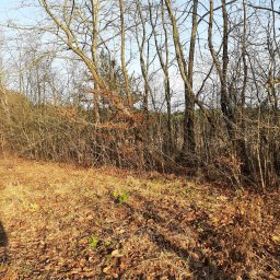 Wycinka drzew Gorzów Wielkopolski 4