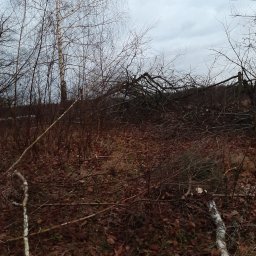 Nikodem Petrycki - Po wycince: stos gałęzi i pni na ziemi pokrytej liśćmi, w tle drzewa bez liści i pochmurne niebo. Fragment pnia brzozy w lewym dolnym rogu.