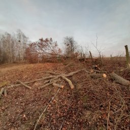 Nikodem Petrycki - Ścięte drzewo na wzgórzu, pocięte pnie leżą na ziemi pokrytej liśćmi. W tle widoczne drzewa bez liści i pochmurne niebo. Wycinka drzew po sezonie jesiennym.