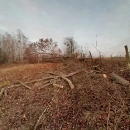 Ścięte drzewo na wzgórzu, pocięte pnie leżą na ziemi pokrytej liśćmi. W tle widoczne drzewa bez liści i pochmurne niebo. Wycinka drzew po sezonie jesiennym.