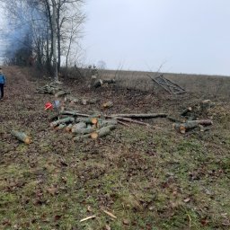 Nikodem Petrycki - Świeżo ścięte pnie drzew na zarośniętym terenie, widoczne narzędzia i osoba w oddali, dym z ogniska w tle. Prace po wycince drzew.