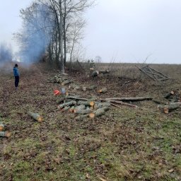 Nikodem Petrycki - Po wycince drzew: stosy pociętych pni na zewnątrz, w tle osoba obserwuje dymiące ognisko, pochmurne niebo. Widoczne kanistry i resztki gałęzi.