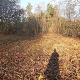 Nikodem Petrycki - Jesienny krajobraz w Gorzowie Wielkopolskim: opadłe liście, drzewa bez liści i cień osoby na tle lasu. Widoczne ślady po wycince.
