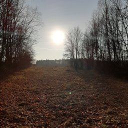 Nikodem Petrycki - Jesienne pole z opadłymi liśćmi, otoczone drzewami bez liści, w tle widoczny las i słońce. Osoba w oddali. Krajobraz po wycince drzew.