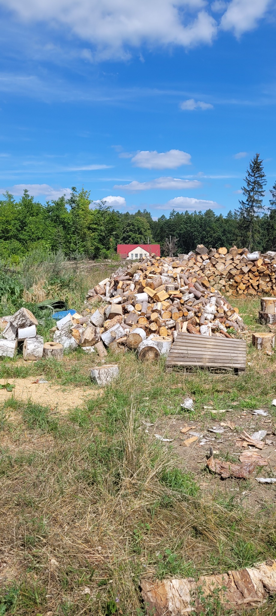 Stos pociętego drewna brzozowego na trawiastym terenie, z widocznym domem z czerwonym dachem w tle, pod błękitnym niebem z chmurami.