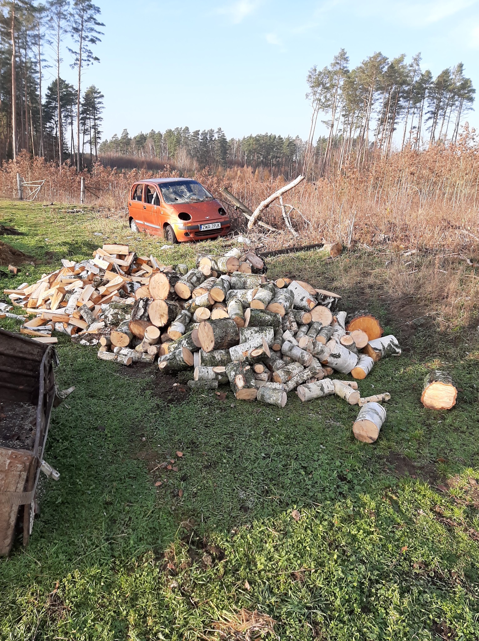 Stos pociętego drewna brzozowego na trawie, w tle uszkodzony pomarańczowy samochód i las. Widoczne ślady po wycince drzew.