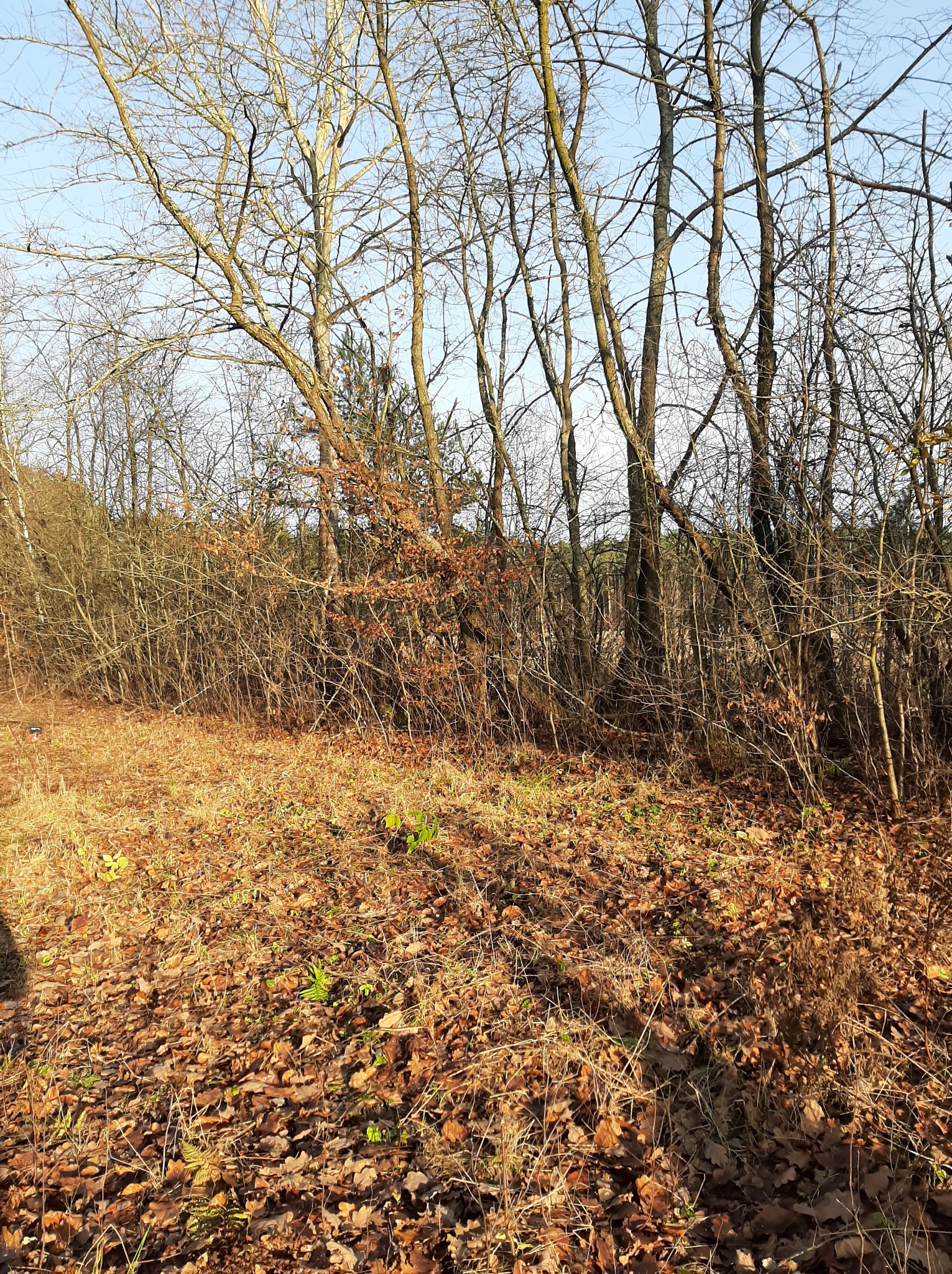 Jesienne drzewa bez liści i opadłe liście na ziemi w słoneczny dzień. Widok na zarośla i drzewa w tle.