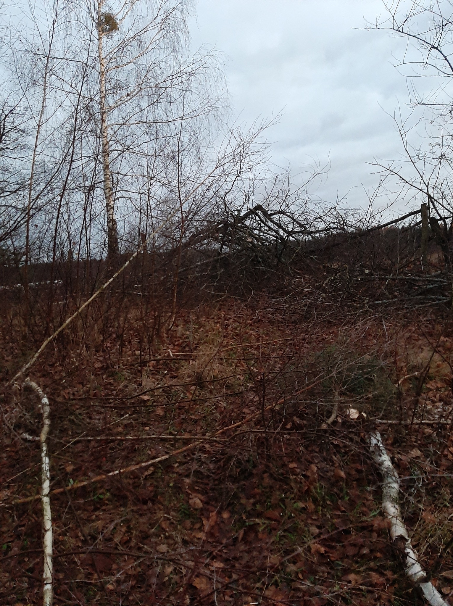 Po wycince: stos gałęzi i pni na ziemi pokrytej liśćmi, w tle drzewa bez liści i pochmurne niebo. Fragment pnia brzozy w lewym dolnym rogu.