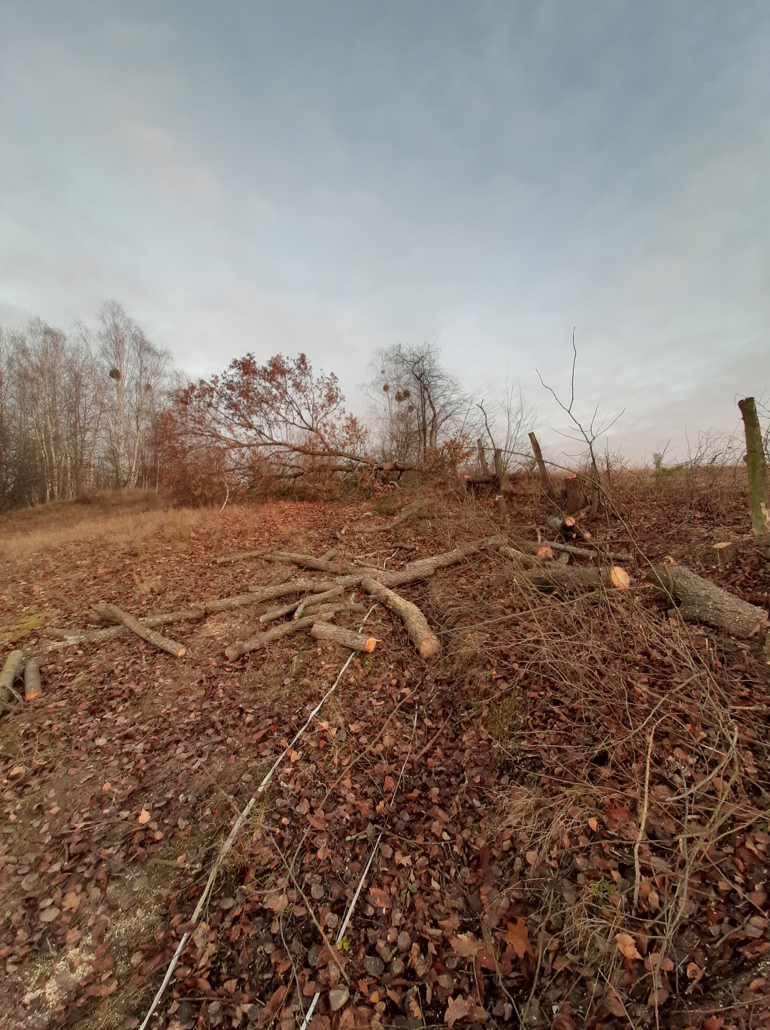 Ścięte drzewo na wzgórzu, pocięte pnie leżą na ziemi pokrytej liśćmi. W tle widoczne drzewa bez liści i pochmurne niebo. Wycinka drzew po sezonie jesiennym.