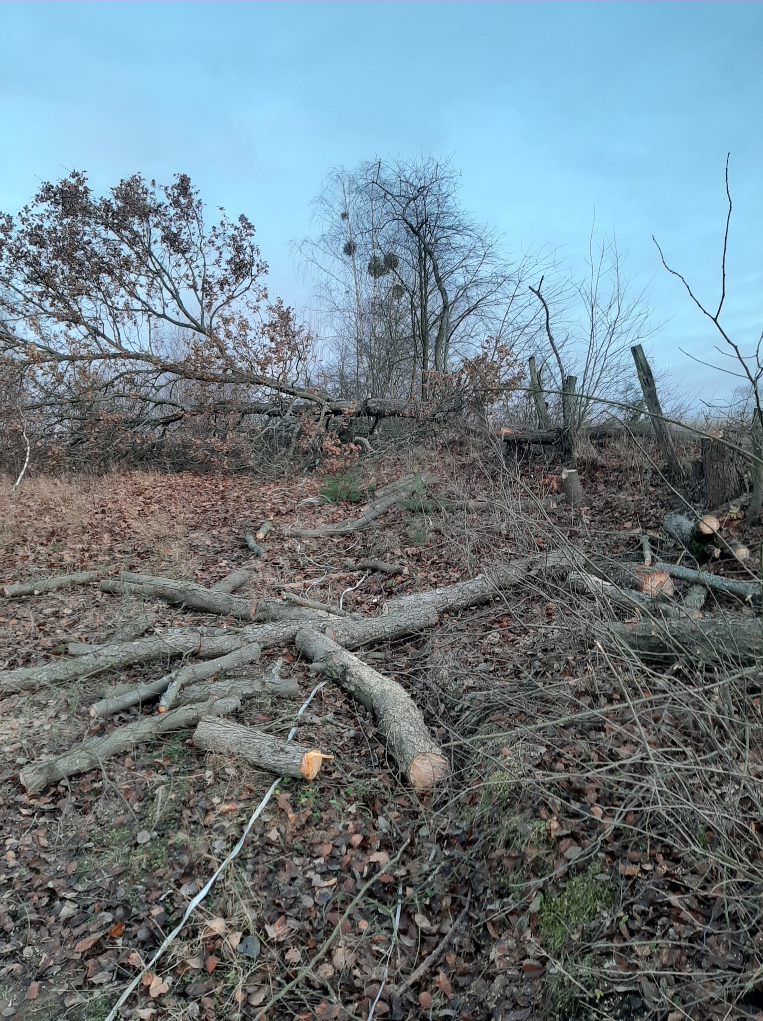 Ścięte drzewo z widocznymi pniami i pociętymi gałęziami na ziemi pokrytej liśćmi. W tle drzewa bez liści pod błękitnym niebem.