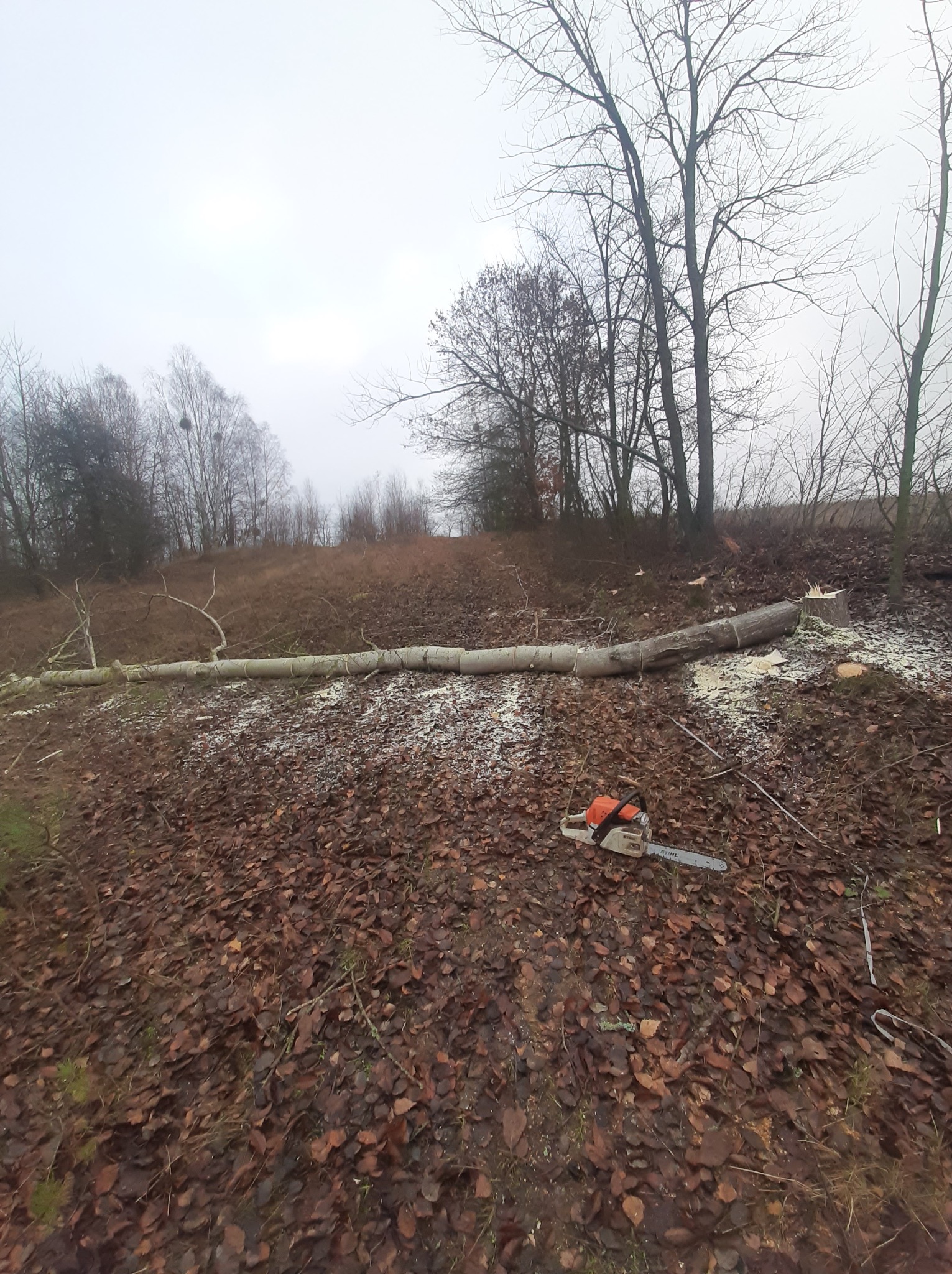 Ścięte drzewo na zboczu, z widoczną piłą łańcuchową i wiórami. Tło stanowią drzewa bez liści i pochmurne niebo. Liście na ziemi.
