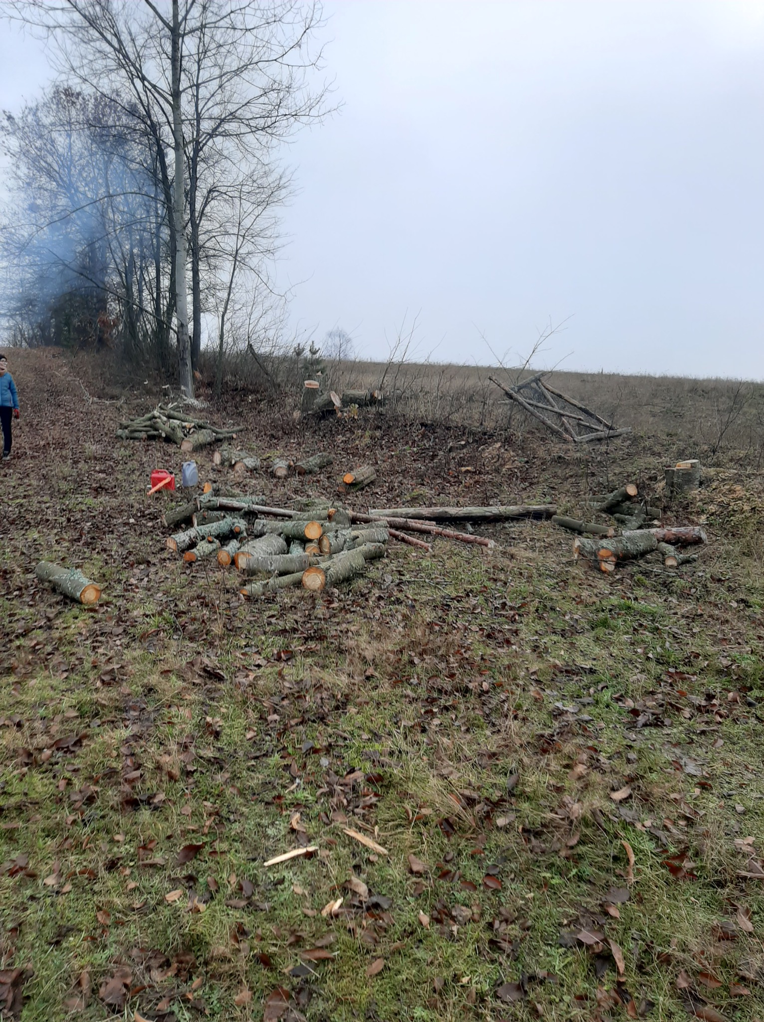 Świeżo ścięte pnie drzew na zarośniętym terenie, widoczne narzędzia i osoba w oddali, dym z ogniska w tle. Prace po wycince drzew.