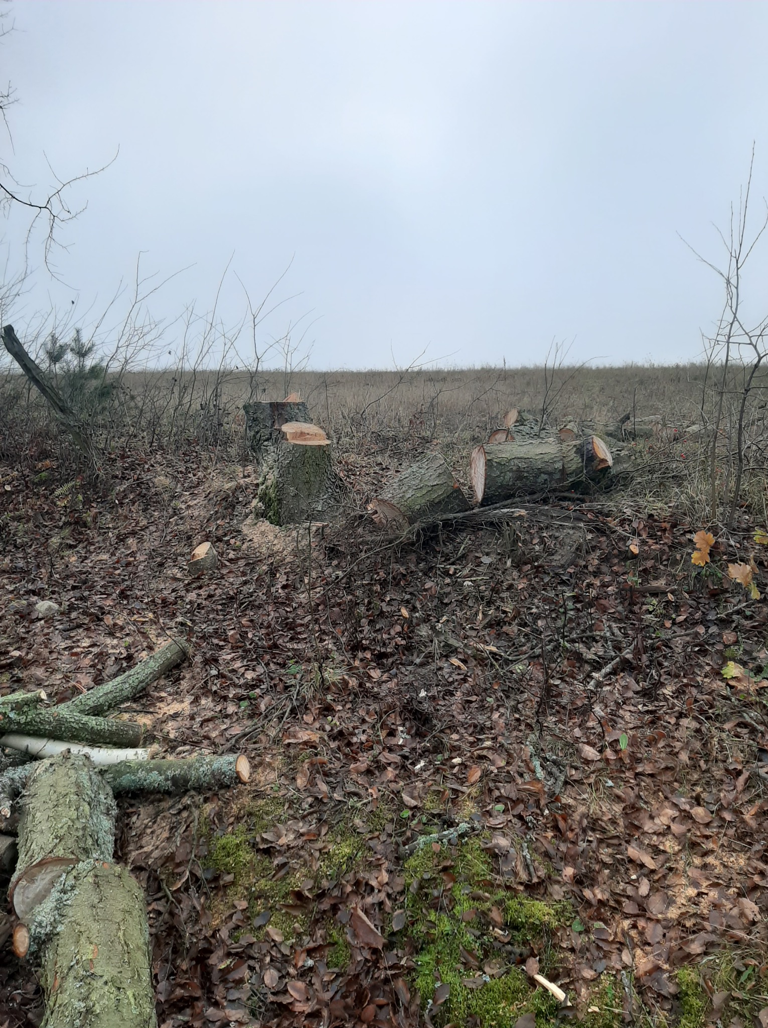 Świeżo ścięte pnie i gałęzie drzew na zalesionym terenie, z widocznymi śladami cięcia i opadłymi liśćmi. Pochmurne niebo w tle.