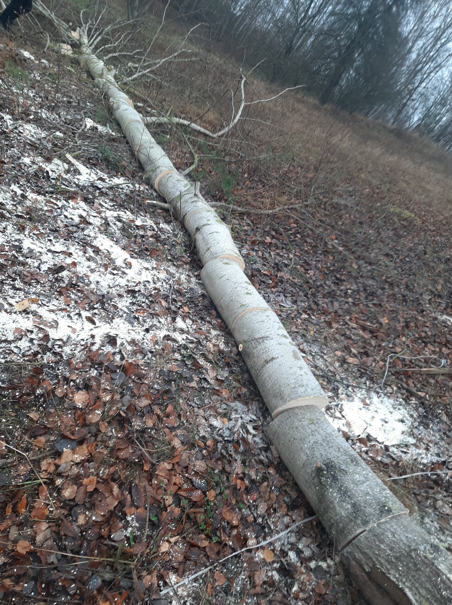 Ścięte drzewo na zboczu, podzielone na segmenty. Widoczne ślady po cięciu i opadłe liście. Praca po wycince drzewa w terenie.