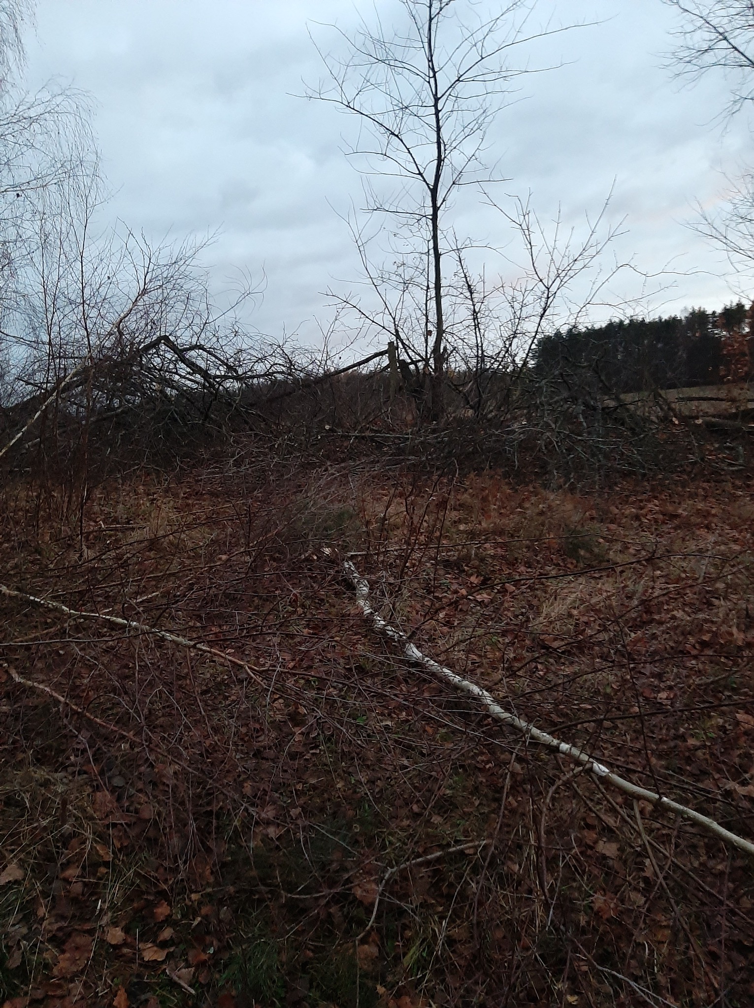 Po wycince: powalone gałęzie i pnie drzew na zbrązowiałej trawie, widoczne pnie brzóz. Pochmurne niebo w tle. Ujęcie z poziomu gruntu.