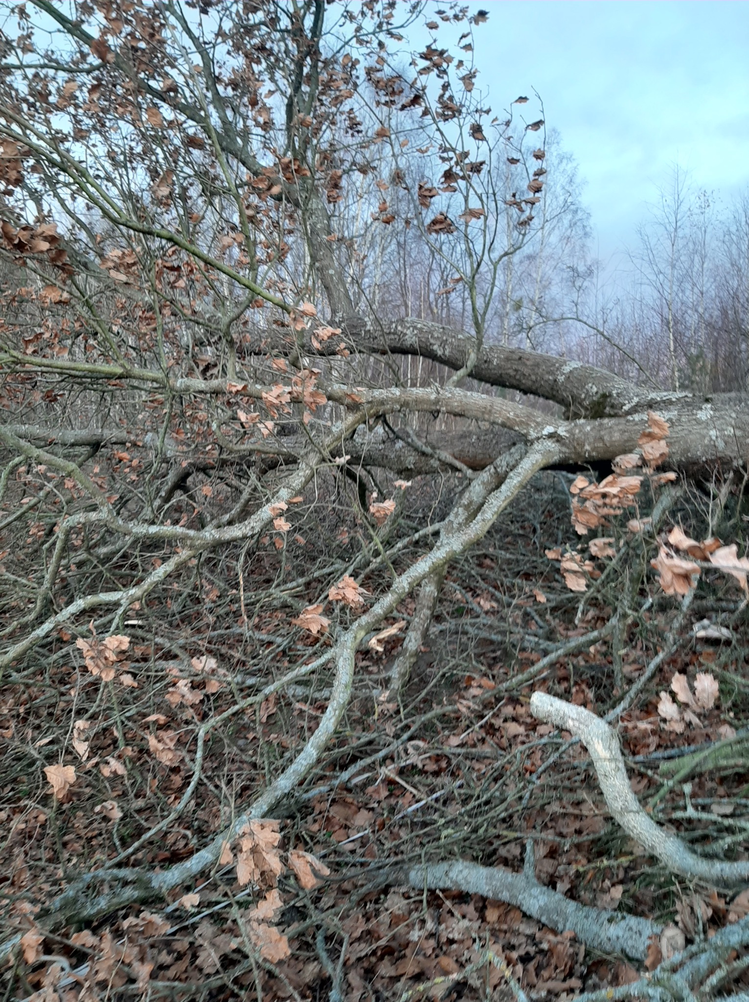 Połamane drzewo z brązowymi liśćmi w lesie, widoczne gałęzie i pnie. Tło stanowią drzewa bez liści i pochmurne niebo. Widok na skutki silnego wiatru lub wycinki.