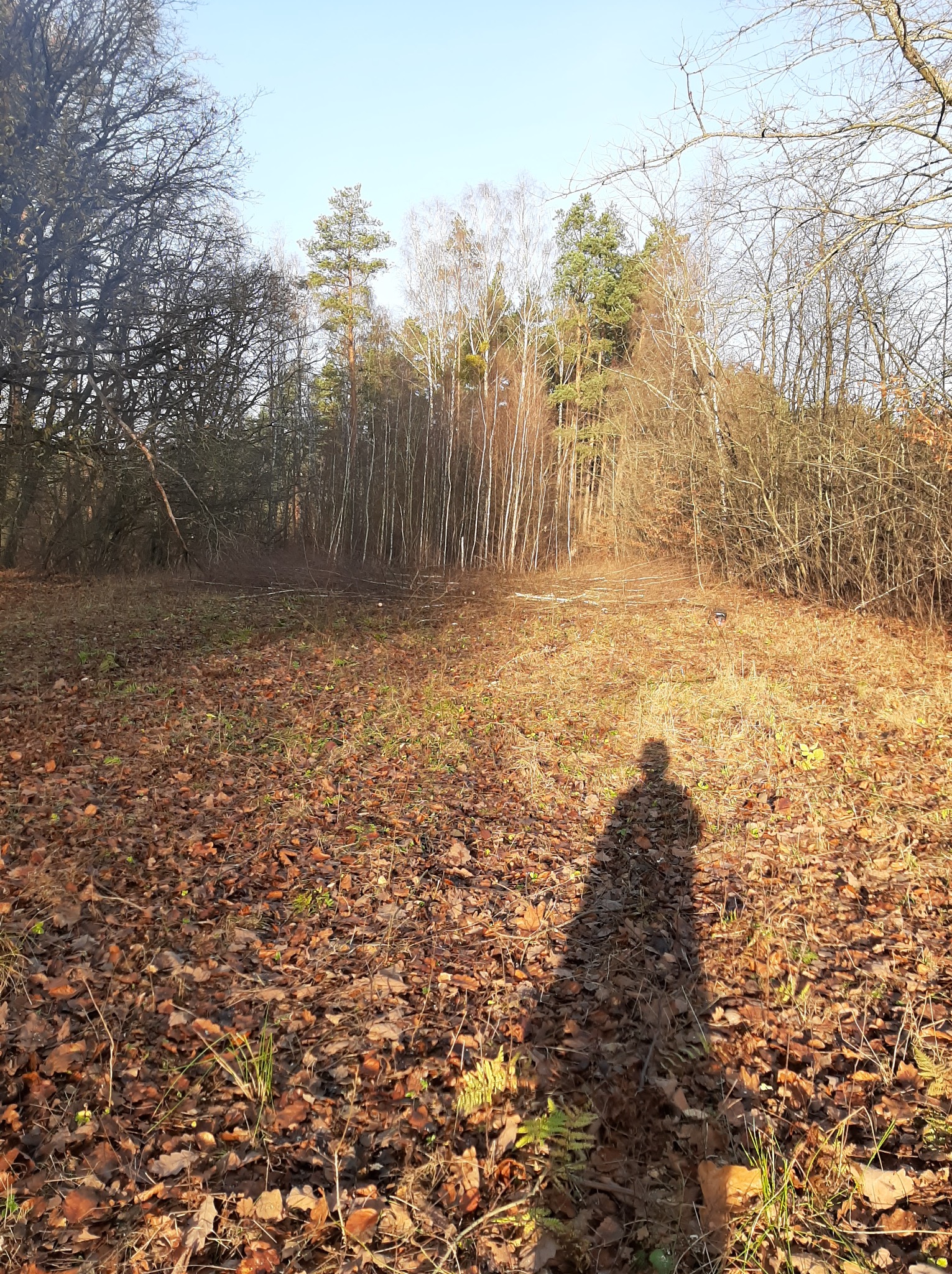 Jesienny krajobraz w Gorzowie Wielkopolskim: opadłe liście, drzewa bez liści i cień osoby na tle lasu. Widoczne ślady po wycince.