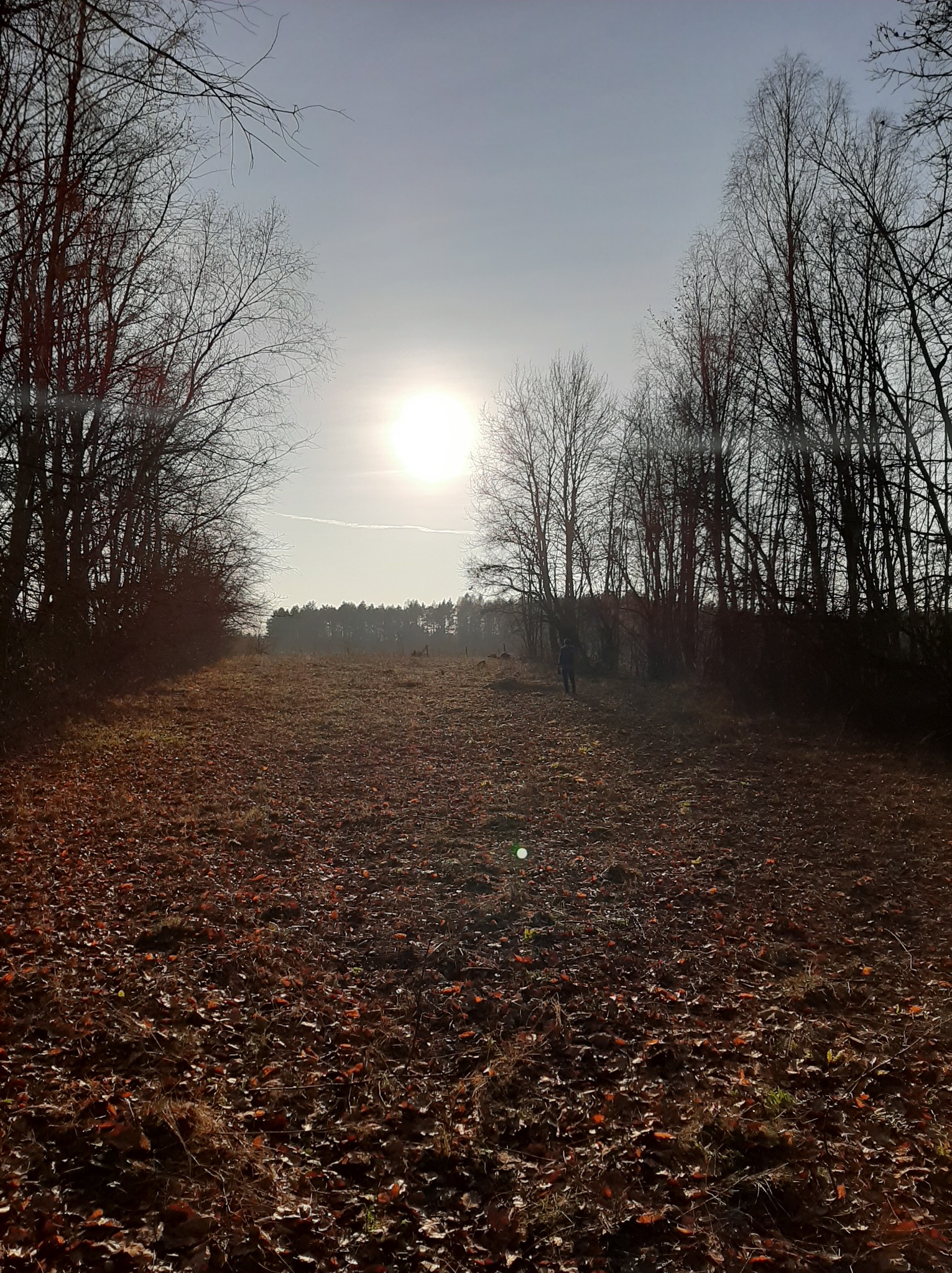 Jesienne pole z opadłymi liśćmi, otoczone drzewami bez liści, w tle widoczny las i słońce. Osoba w oddali. Krajobraz po wycince drzew.