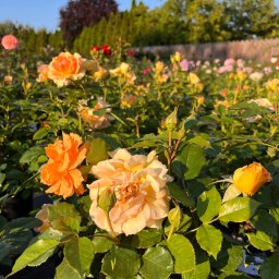 Punkt ogrodniczy Flores Emilia Szymańska - Pole pełne kwitnących krzewów róż w odcieniach pomarańczy i żółci, w tle widoczne drzewa i krzewy.