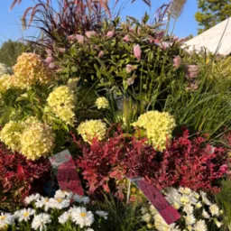 Kompozycja różnorodnych roślin ozdobnych w donicach: białe astry, żółte hortensje, czerwone berberysy 'Ruby Star' z etykietą, trawy ozdobne w słońcu.