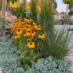 Trawa z rolki Pęcice 3