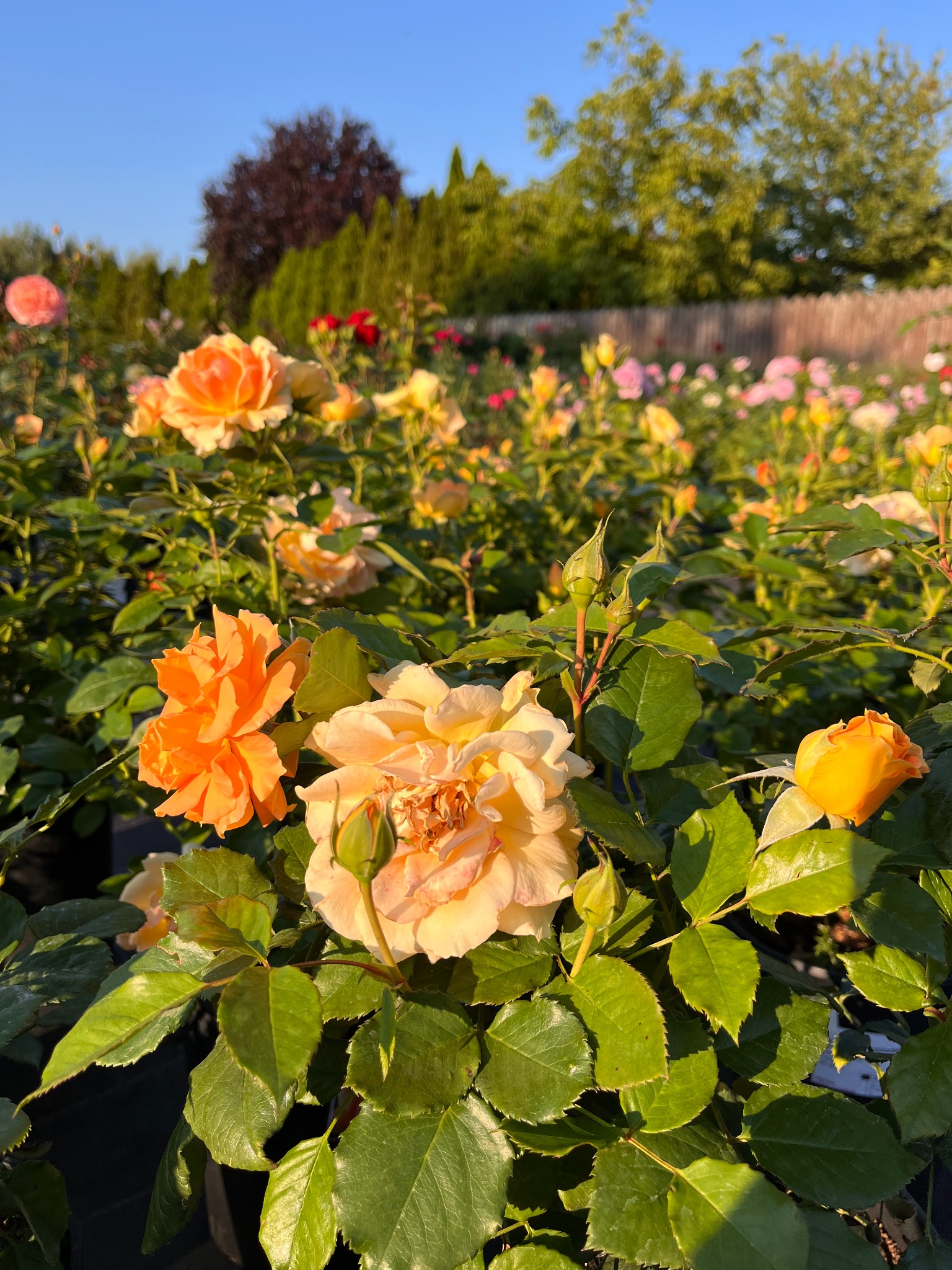 Pole pełne kwitnących krzewów róż w odcieniach pomarańczy i żółci, w tle widoczne drzewa i krzewy.
