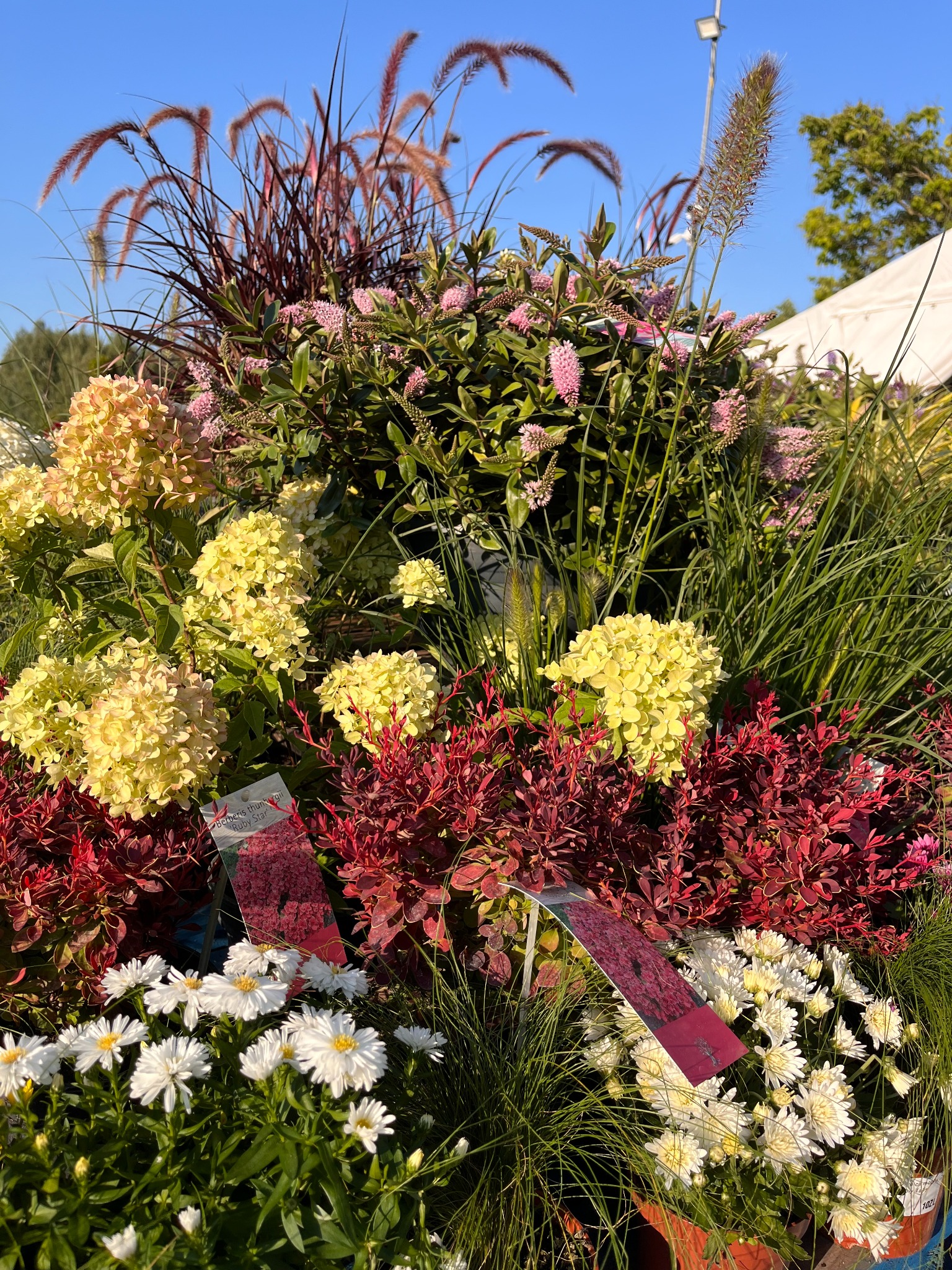 Kompozycja różnorodnych roślin ozdobnych w donicach: białe astry, żółte hortensje, czerwone berberysy 'Ruby Star' z etykietą, trawy ozdobne w słońcu.