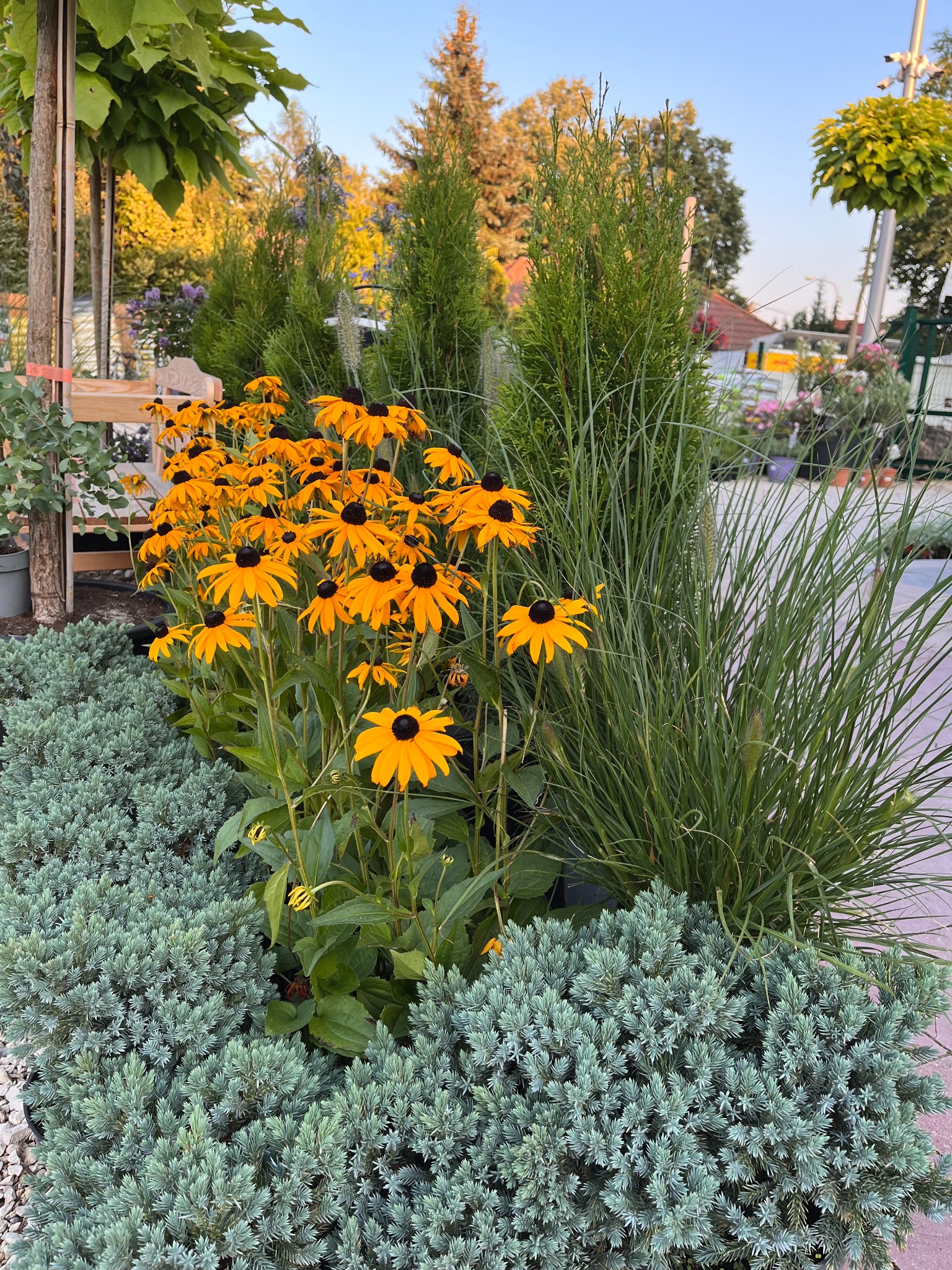 Rabata z rudbekiami, srebrzystymi krzewami i trawami ozdobnymi w szkółce roślin.