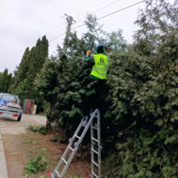 Pracownik w odblaskowej kamizelce, stojący na drabinie, przycina żywopłot w Przemyślu. W tle widoczny słup energetyczny i zaparkowany samoch&oacute;d z przyczepką.
