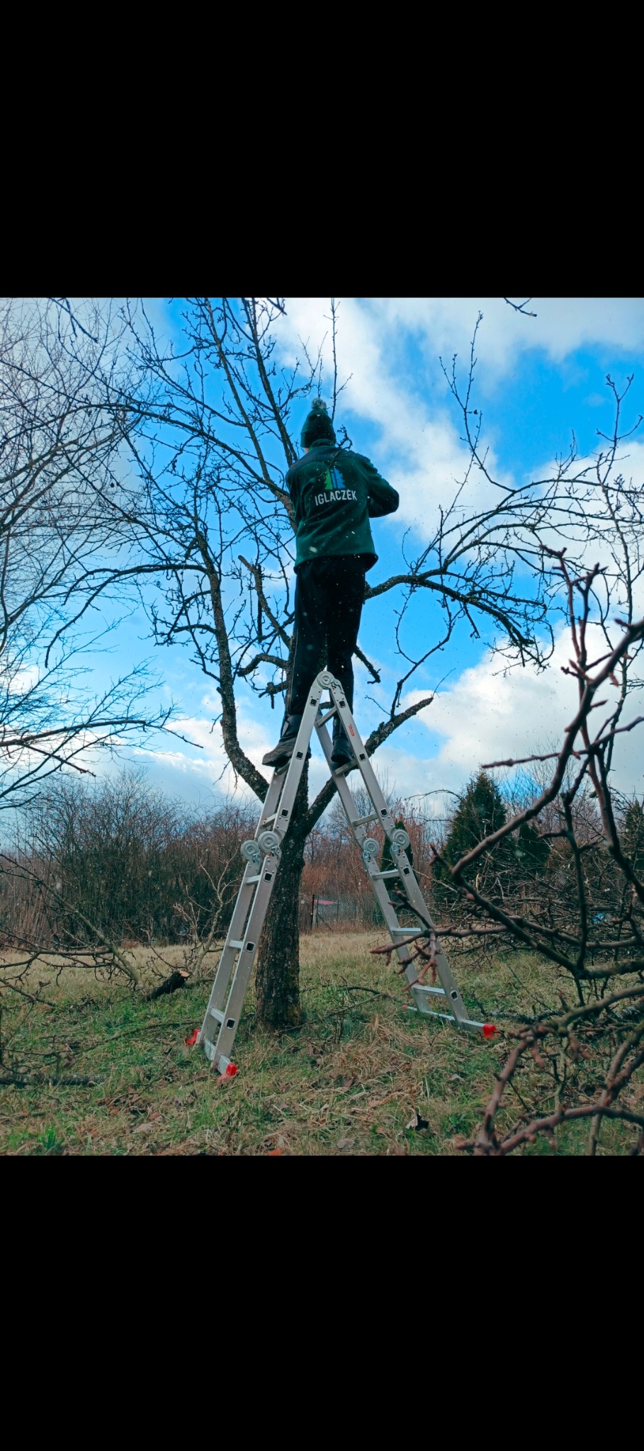 Mężczyzna na rozstawionej drabinie, w zielonej kurtce z logo firmy 'IGLACZEK', przycina gałęzie drzewa na tle błękitnego nieba z chmurami.