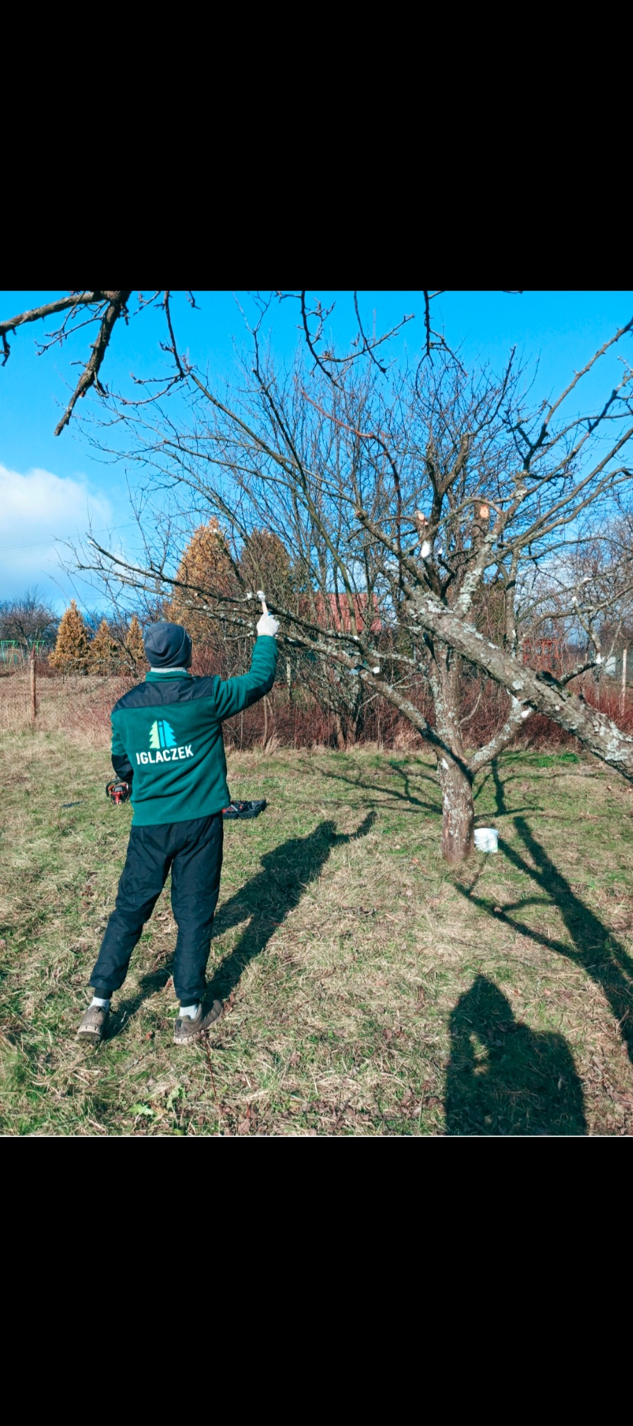 Mężczyzna w zielonej bluzie z logo firmy Iglaczek, w białych rękawicach, wskazuje na drzewo owocowe po przycince, z zabezpieczonymi ranami po cięciu, na tle błękitnego nieba i innych drzew w ogrodzie.