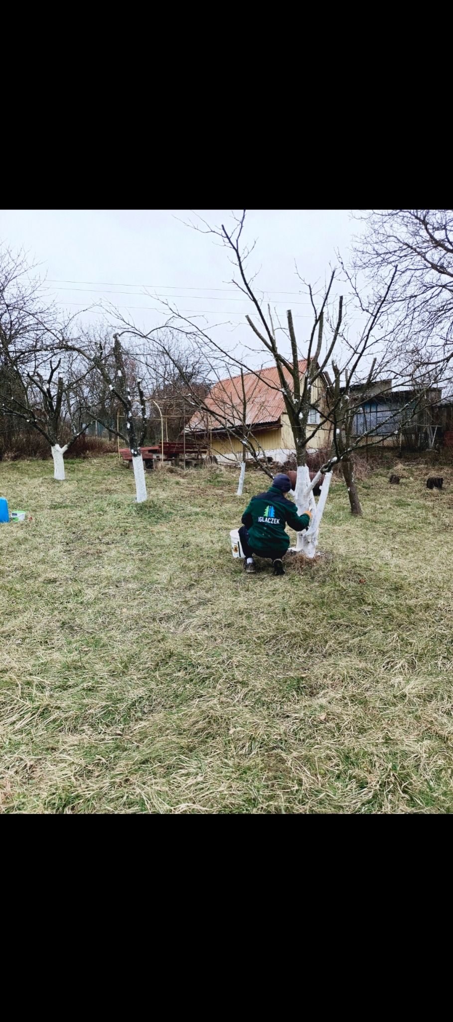 Pracownik w zielonym ubraniu z logo firmy maluje pnie drzew na biało w sadzie, widoczny dom z czerwonym dachem w tle.