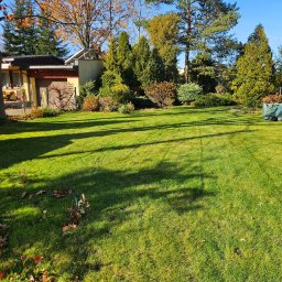 Wycinka drzew Lubsza 3