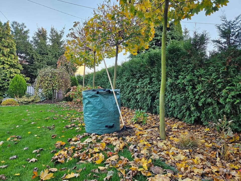 Worek na liście, grabie oparte o drzewo na trawniku zasypanym jesiennymi liśćmi, w tle starannie utrzymany żywopłot i drzewa.