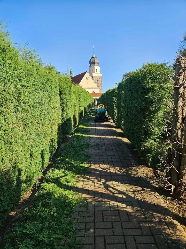 Aleja formowanych żywopłotów z kościołem w tle, świeżo po strzyżeniu, z resztkami ściętych gałązek na ceglanym chodniku i widoczną kosiarką samojezdną w oddali.